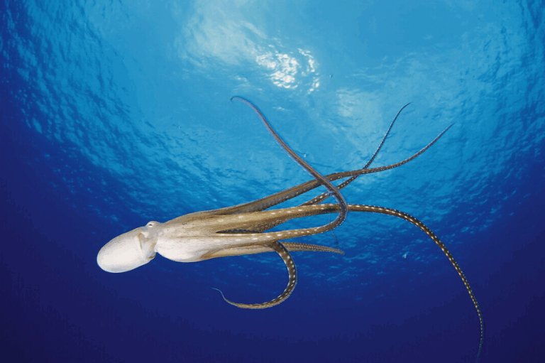 Octopus swimming in blue ocean