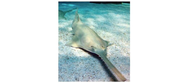 A sawfish on the ocean floor